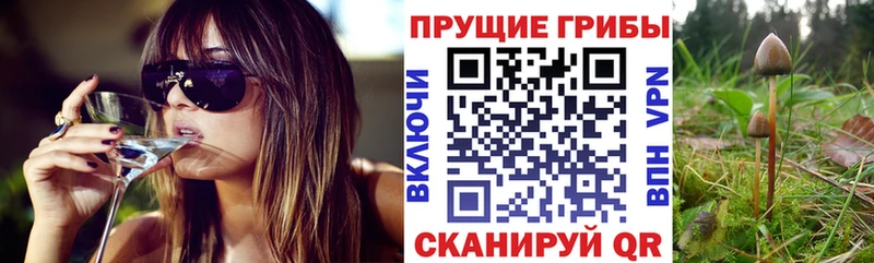 где купить Энем Галлюциногенные грибы Cubensis